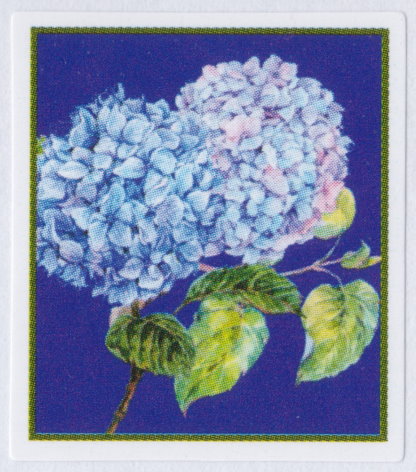 Boys Town cinderella stamp picturing hydrangea