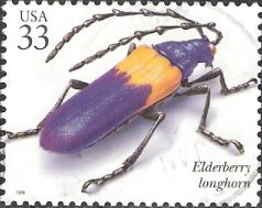 33-cent U.S. postage stamp picturing elderberry longhorn